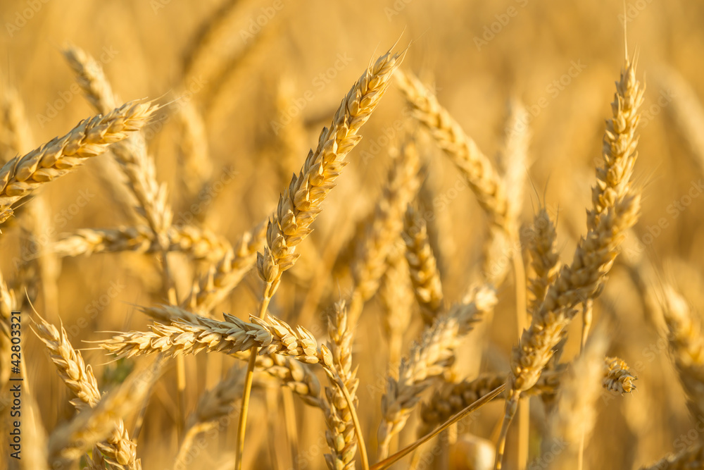 Fototapeta premium wheat