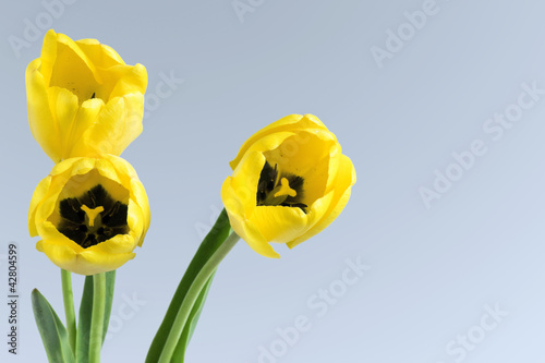 three yellow tulips on a li...
