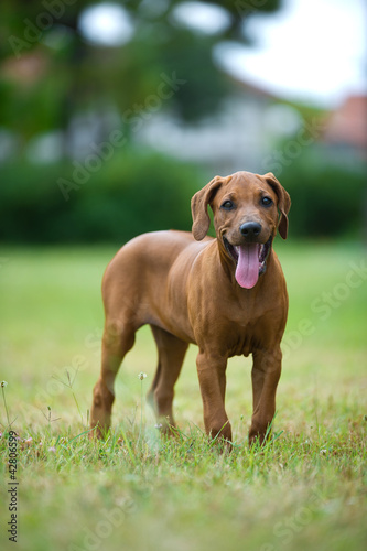 Fototapeta Naklejka Na Ścianę i Meble -  Beautiful dog rhodesian ridgeback puppy outdoors