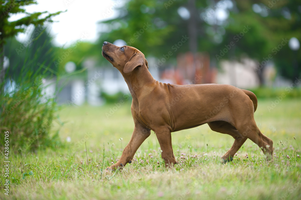 Beautiful dog rhodesian ridgeback puppy outdoors Beautiful dog rhodesian ridgeback puppy outdoors