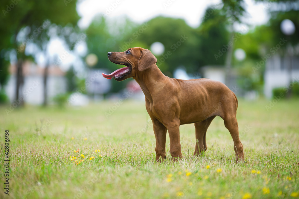 Beautiful dog rhodesian ridgeback puppy outdoors Beautiful dog rhodesian ridgeback puppy outdoors