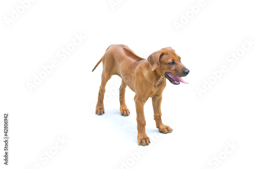Beautiful dog rhodesian ridgeback puppy isolated