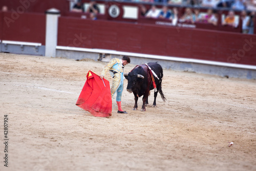 Enfrentado al toro en corrida de toros Madrid España