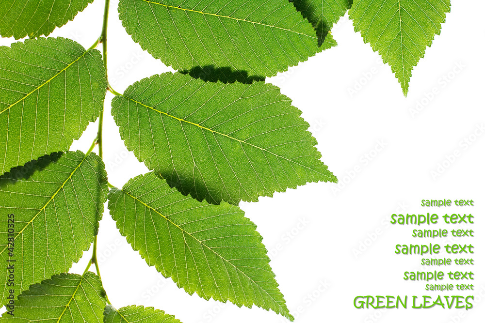 Green elm leaves isolated on white. Natural frame Green elm leaves isolated on white. Natural frame