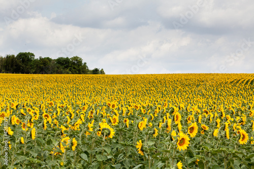 Sonnenblumen © Digitalpress
