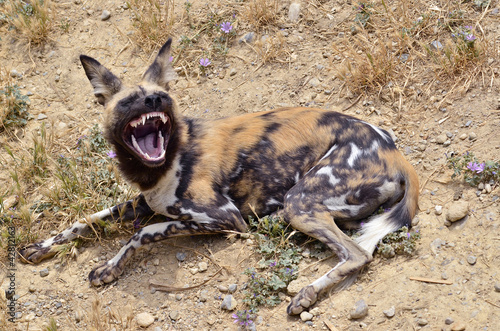 African Wild Dog (Lycaon pictus) lying on the ground