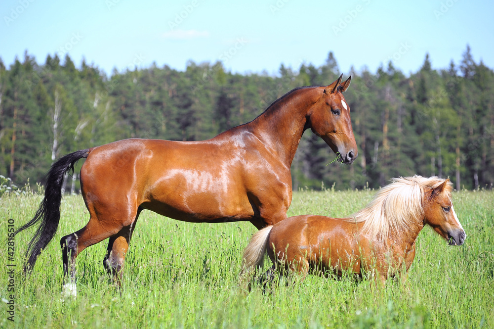 Fototapeta premium horse and pony