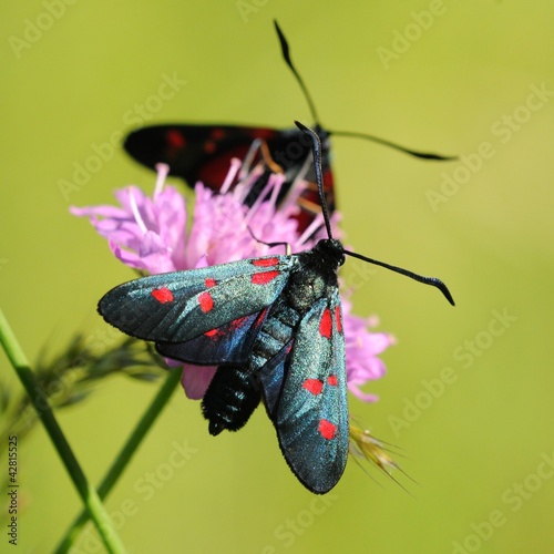 Zygaena photo