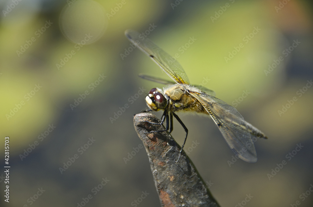 Vierfleck-Libelle, Libellula quadrimaculata. Vierfleck-Libelle, Libellula quadrimaculata.