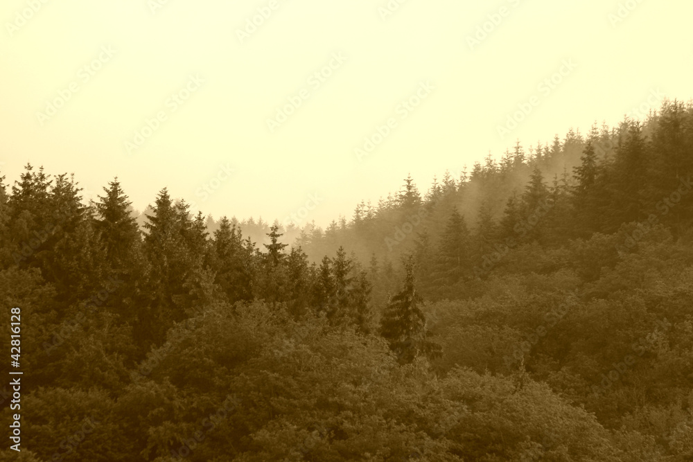 Fototapeta premium Naturlandschaft, Ardennen - Belgien