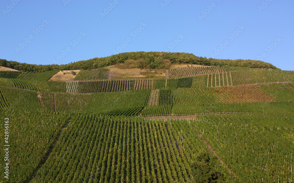 The vineyards along the river Moselle,Germany