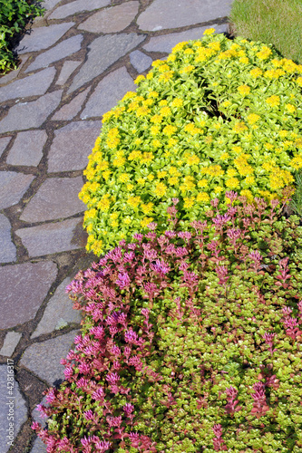Obraz w ramie Sedum_8746