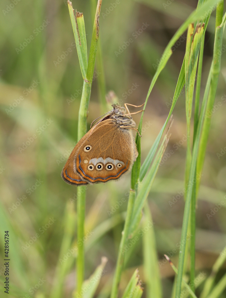 Obraz premium Бабочка бархатница (Satyridae)