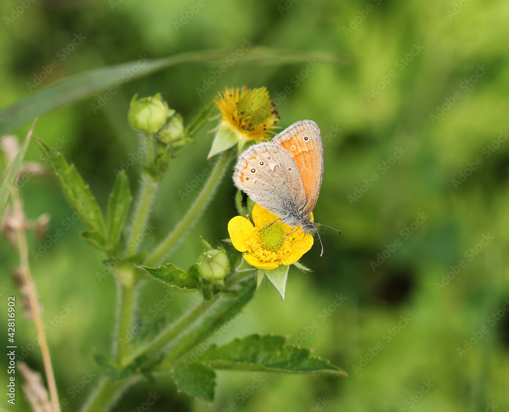 Obraz premium Бабочка бархатница (Satyridae)
