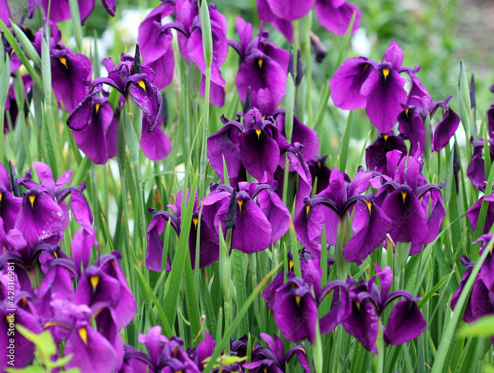 Касатик мечевидный ( Iris ensata)