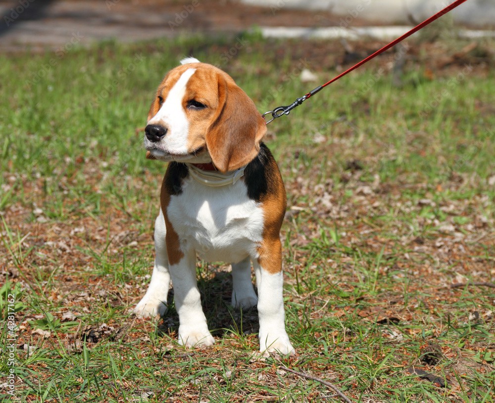 Beagle dog out for a strol