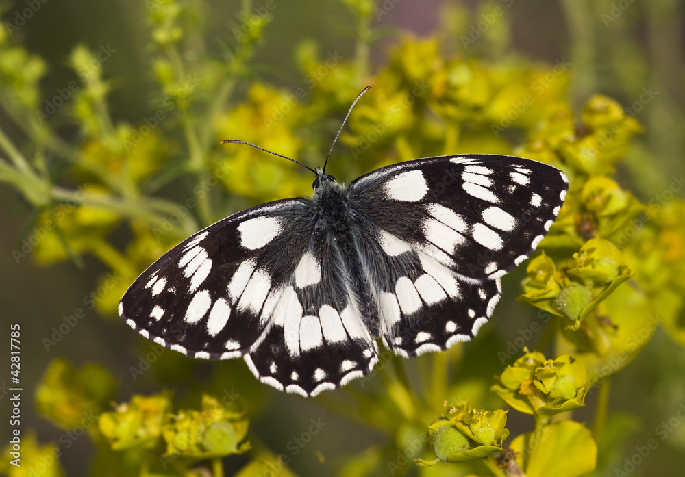 Marbled butterfly