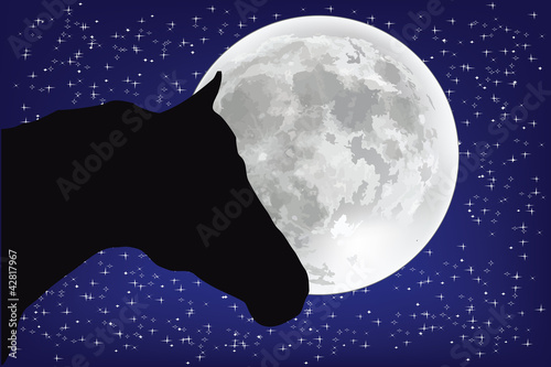 cavallo