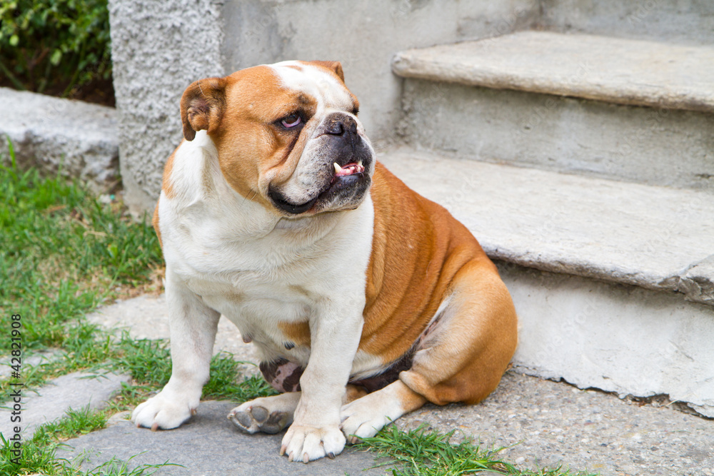 english bulldog english bulldog