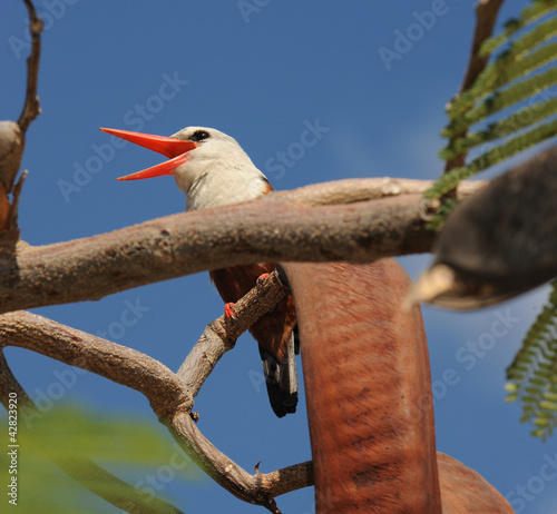 Graukopfliest/Eisvogel photo