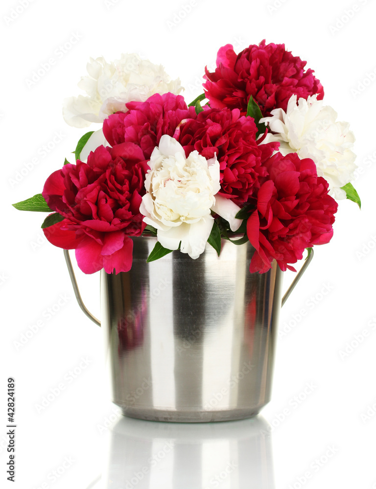 beautiful pink and white peonies in bucket isolated on white beautiful pink and white peonies in bucket isolated on white