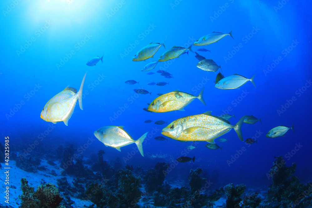 Fototapeta premium Szkoła Orangespotted Trevallies