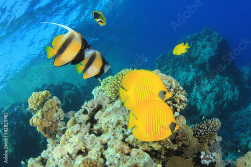 Tropical Fish on Coral Reef  Butterflyfish and Bannerfish
