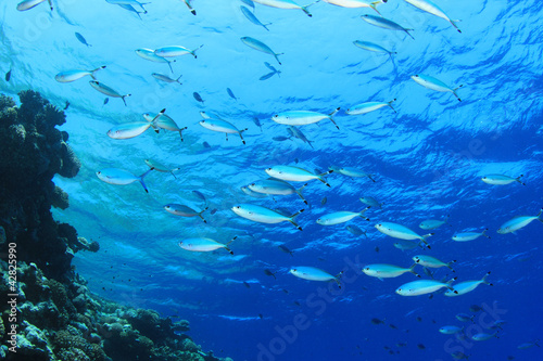 Fish on Underwater Blue Background