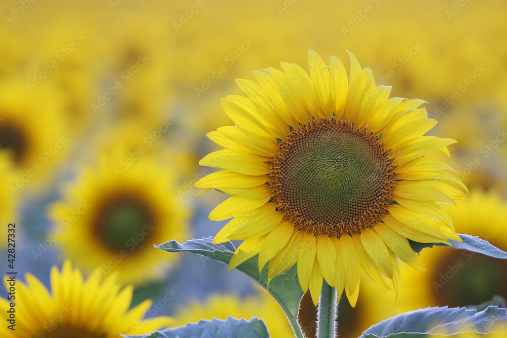 Obraz premium sunflowers