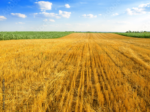 field after harvest © Željko Radojko