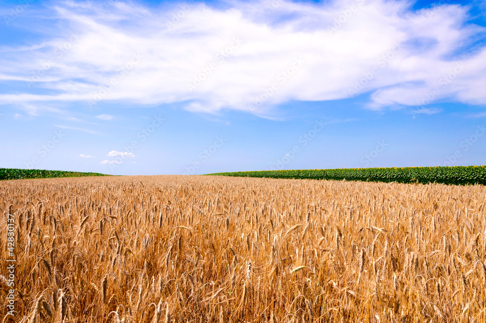 Naklejka premium Field landscape