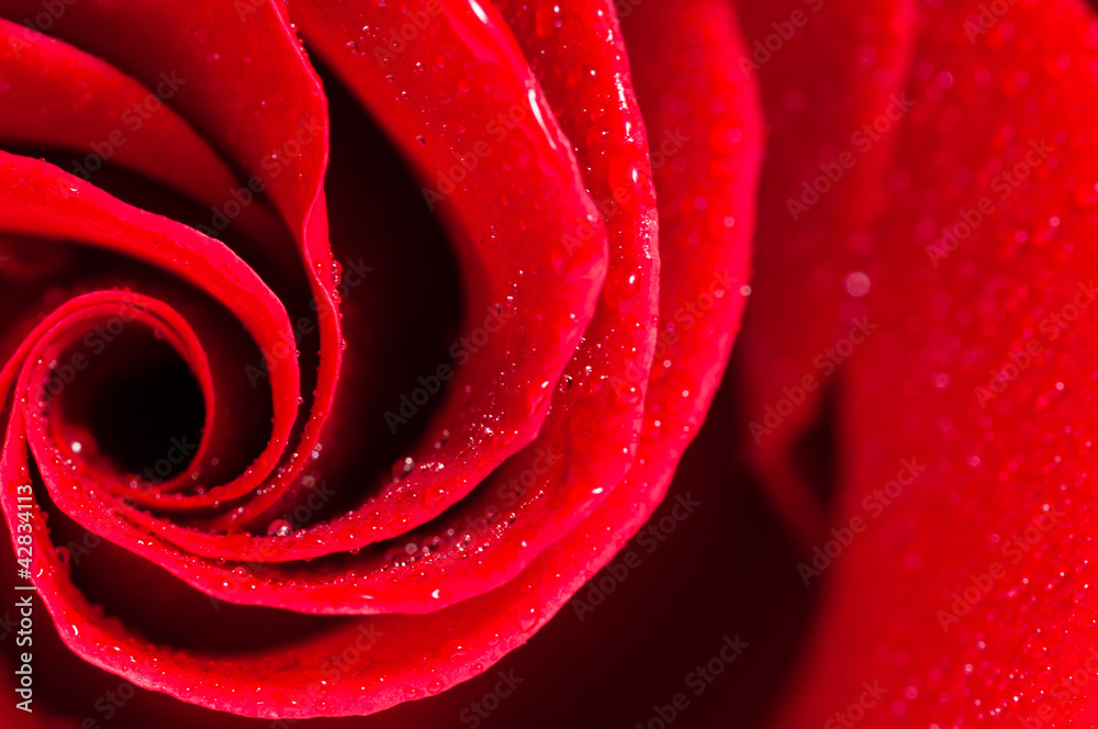 red rose red rose