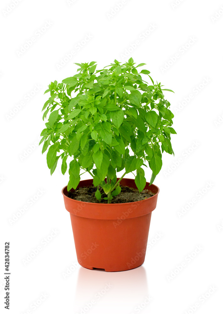 Sort of green basil Sort of green basil