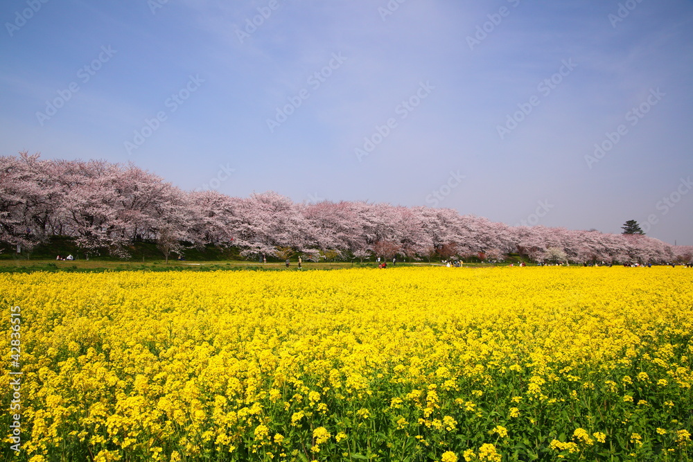 Rape blossoms and cherry tree