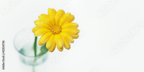 Wallpaper Mural blume in vase Torontodigital.ca