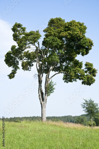 Baum auf Wiese