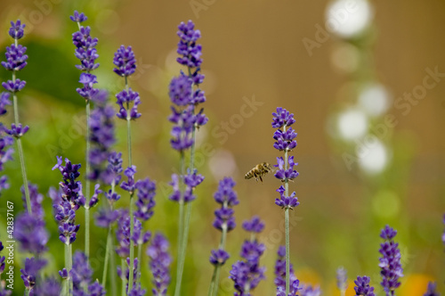 Eine Biene fliegt eine Lavendelblüte an photo