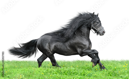 Friesian horse on a white background