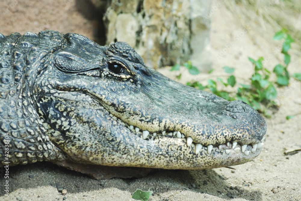 Obraz premium Alligator Portrait