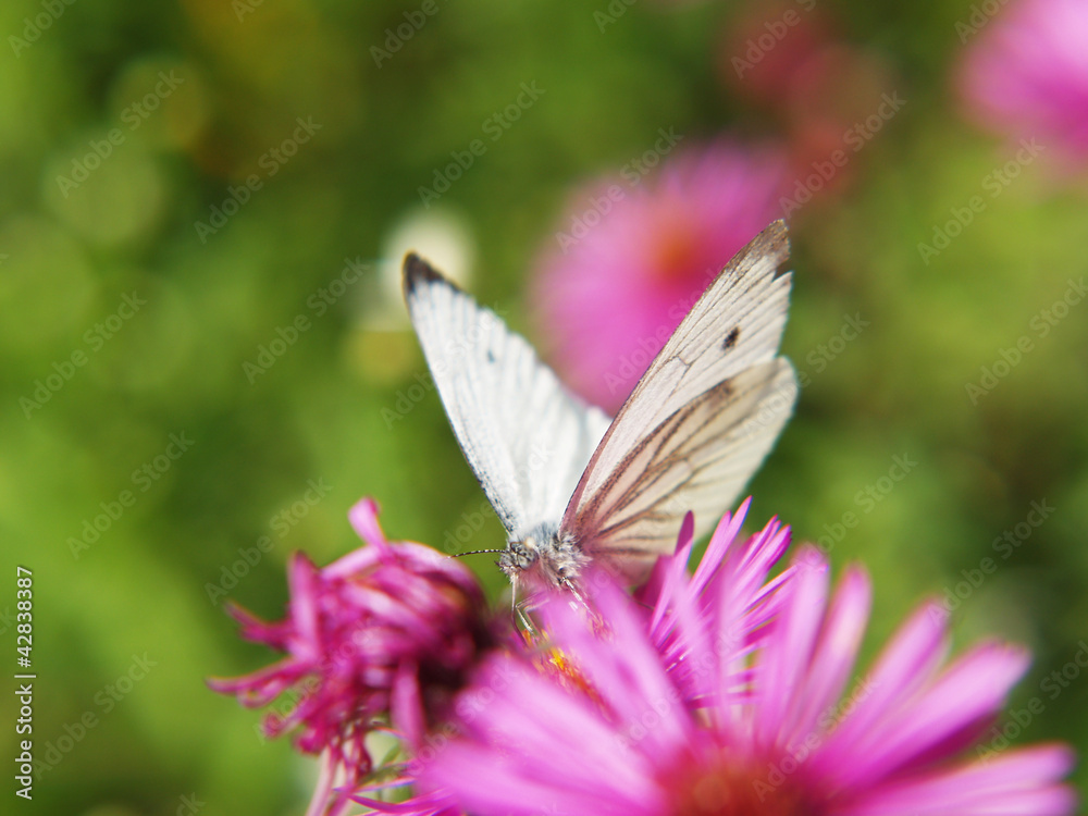 Naklejka premium kleiner Kohlweißling, (Pieris rapae) kleiner Schärfentiefenbe