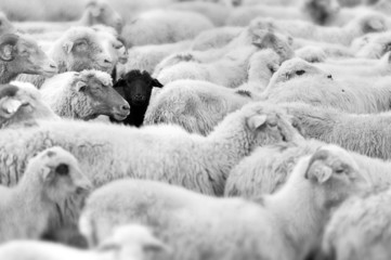 Ingelijste posters Schaap Zwart schaap in groene weide  © fotografaw