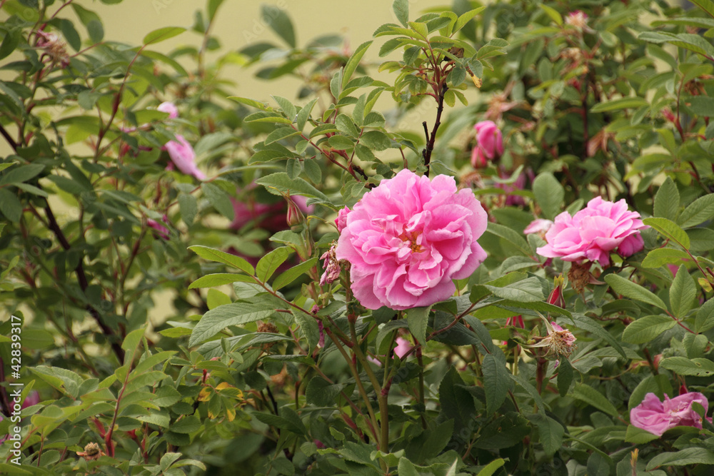rosa historische Rose rosa historische Rose