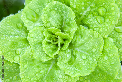 Obraz na plátně fresh hydroponics vegetable with water dew