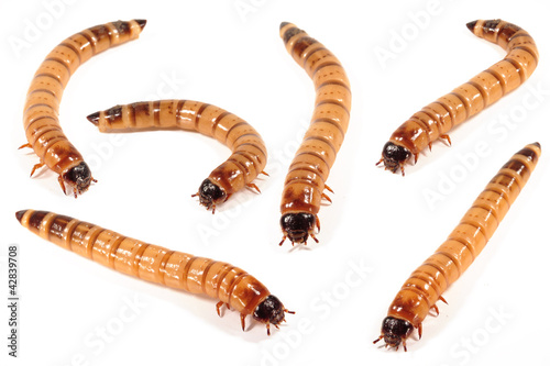 Mehlwürmer, Zophobas