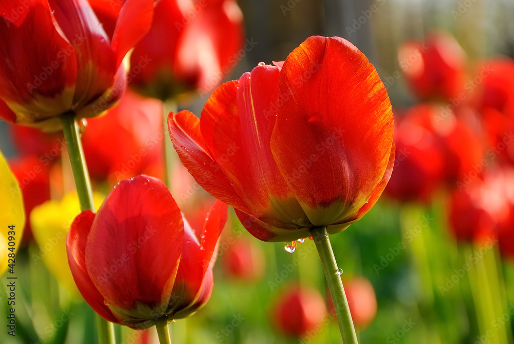 Obraz premium Tulip