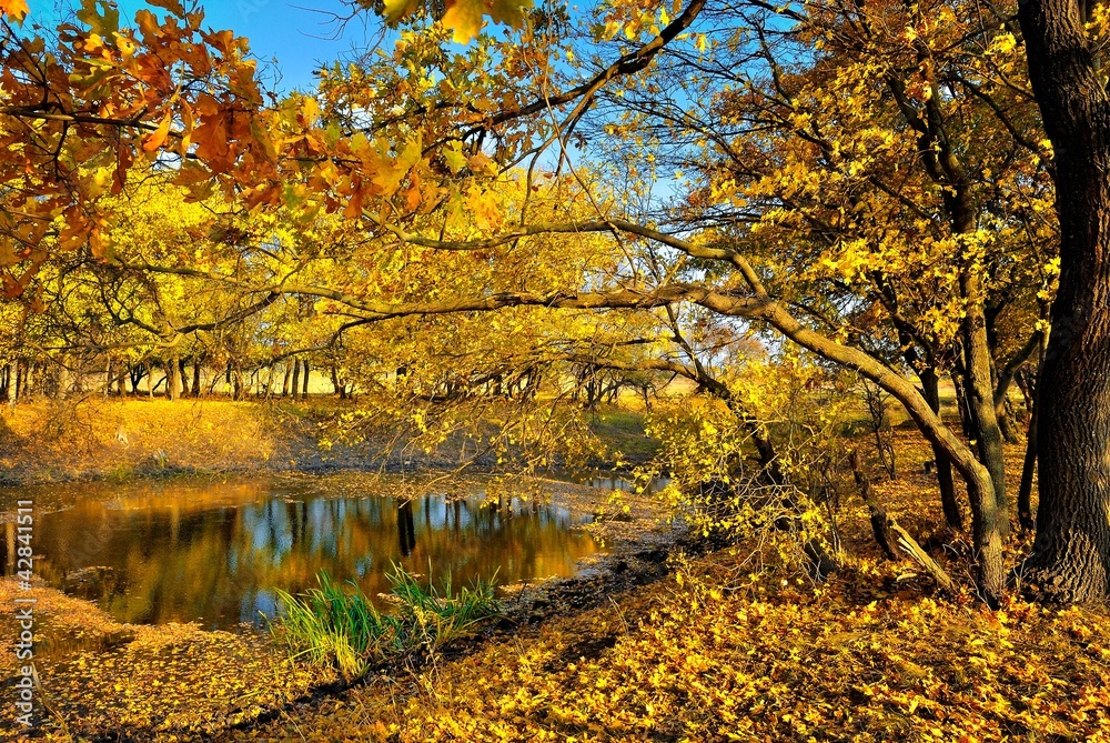 A small lake in the autumn forest A small lake in the autumn forest