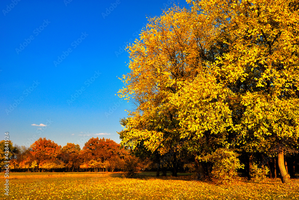 Fototapeta premium Autumn tree
