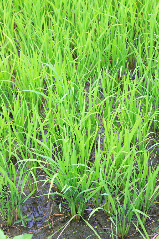 rice farm rice farm