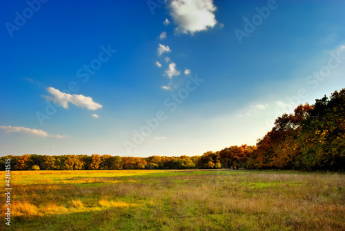Fototapeta Naklejka Na Ścianę i Meble -  The yellow-green field near the autumnal forest