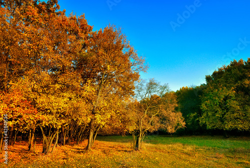 Autumn yellow-red tree